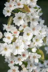The cherry blossoms smile in the spring sunshine.