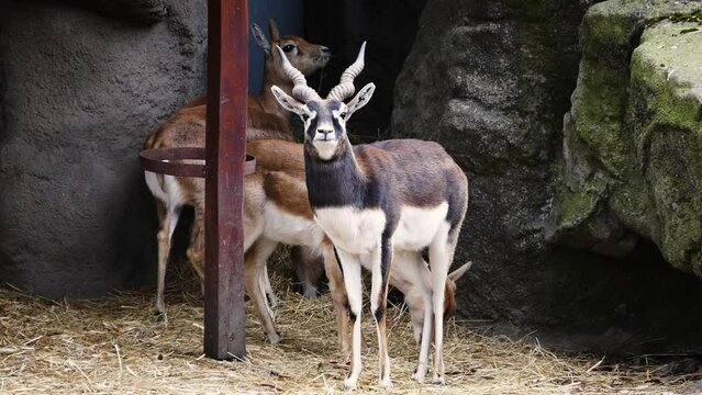 Blackbucks (Antilope cervicapra) in captivity, a male and several females