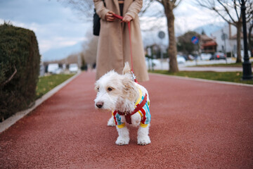 red leash dog on the walkway