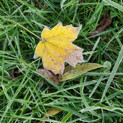frost covered maple leaf in grass
