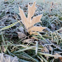 frost on leaf in grass