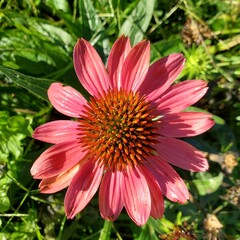 pink flower cone flower 