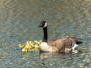 Mother Goose Swimming with Goslings