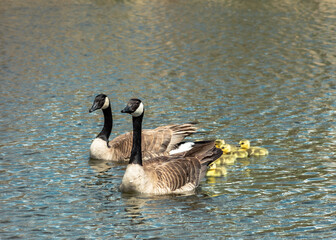 Canadian Geese with Goslings on Lake