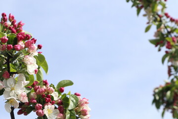 ヒメリンゴの花　コピースペースあり