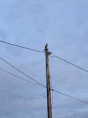 Hawk on power lines, blue sky. Rural Ohio.