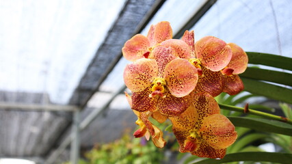 Yellow orchids are in full bloom. Beautiful bouquet of orchids hanging in a nursery with copy...