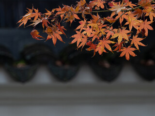 Japanese Maple with Fall Foliage