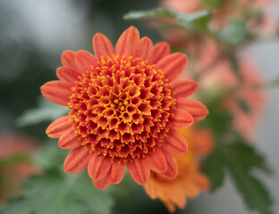 Close Up of a Salmon-Colored Chrysanthemum with Short Petals and Pom Pom Center