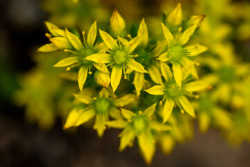 Close up of Blossoms of Yellow Stonecrop Wildflowers