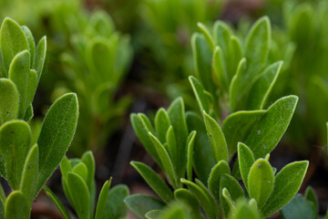 Close Up Texture of Small Green Leaves With Fine Hairs Along The Edge