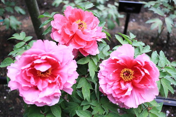 開花した越の舞姫のぼたん