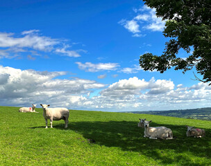 Rural landscape, with sheep relaxing on a sloping pasture, on a summers day near, Otley, Yorkshire,...