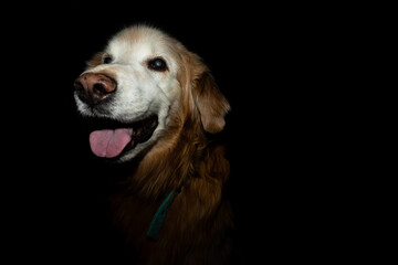 Older Golden Retriever with black background
