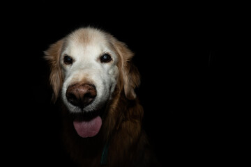 Older Golden Retriever with black background
