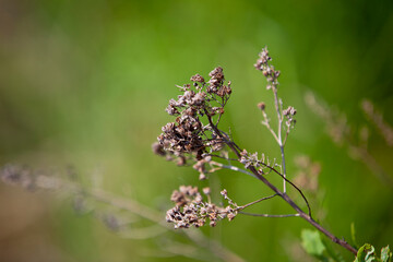 Greenery captured along the shoreline of a lake in Ontario, Canada.