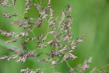 Greenery captured along the shoreline of a lake in Ontario, Canada.