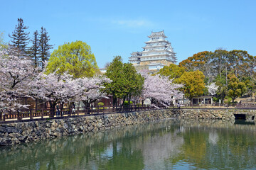 Himeji castle and cherry trees in Hyogo prefecture, Japan
