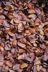 dried bark and dried seeds