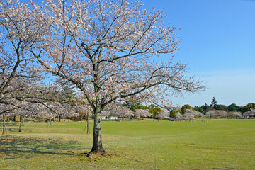 Cherry trees at Nara Park in Nara City, Japan