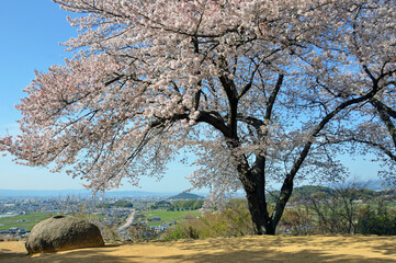 Cherry blossoms at the top of Amakashioka hill in Nara Prefecture, Japan