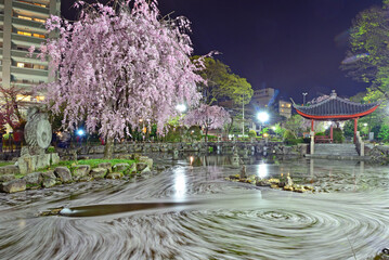 Cherry blossom petals on water at Japan-China Friendship Garden in Gifu City, Japan