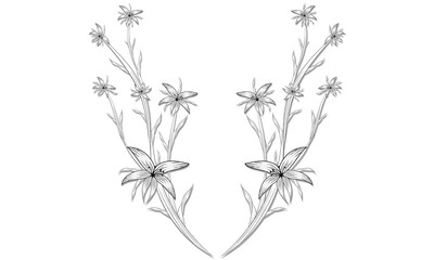 Minimal botanical set hand-drawn floral elements on white background.
