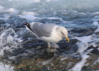 Herring Gull