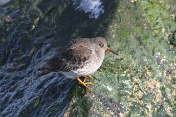 Purple SAndpiper 3