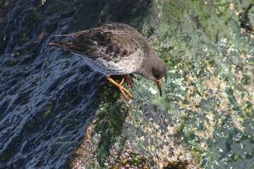 Purple Sandpiper