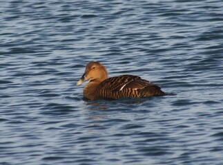 Eider duck hen