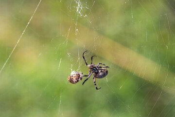 Spider sits on a spider cobweb. 