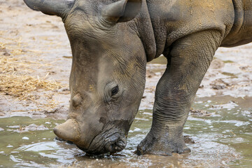 Naklejka premium Young Rhino playing in puddle