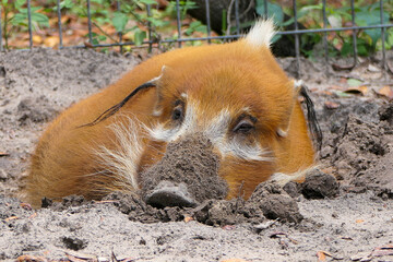 Red River Hog