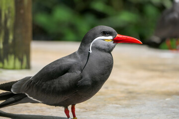 Naklejka premium bird