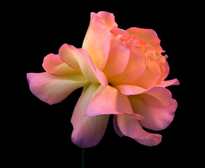 closeup macro photo of rose in magenta, ping, yellow, orange, red - 499345621