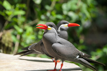 2 birds