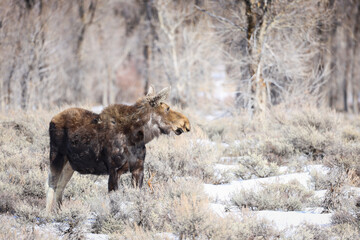 Wild Moose Roaming in Jackson Hole National Elk Refuge Wyoming