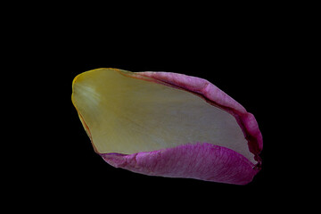 fallen and curled rose petal in yellow, magenta, purple - 499345641