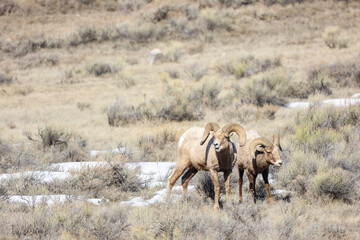 Big Horn Sheep Wildlife Elk Refuge Jackson Hole Wyoming