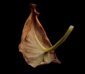 closeup with fine detail of dying magnolia leaf - 499345667