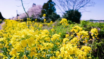 Rape blossoms, spring, cherry blossom background