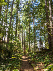Towering green trees in a forest surround a hiking trail