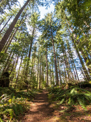 Towering green trees in a forest surround a hiking trail