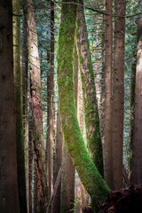 Towering green trees in a forest surround a hiking trail