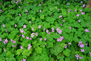 Oxalis articulata is commonly named pink-sorrel, pink wood sorrel, windowbox wood-sorrel or sourgrass.