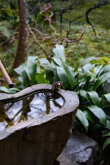 stone basin in Japanese garden
