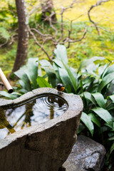stone basin in Japanese garden