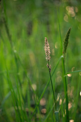 Wild flowers closeup on green background