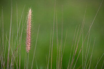 Wild flowers closeup on green background